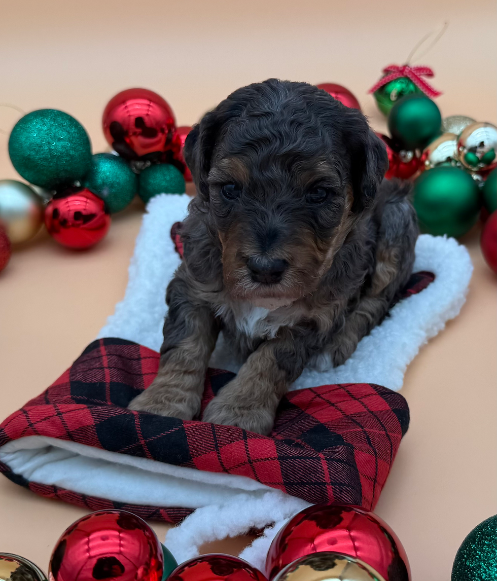 Green Collar - Female