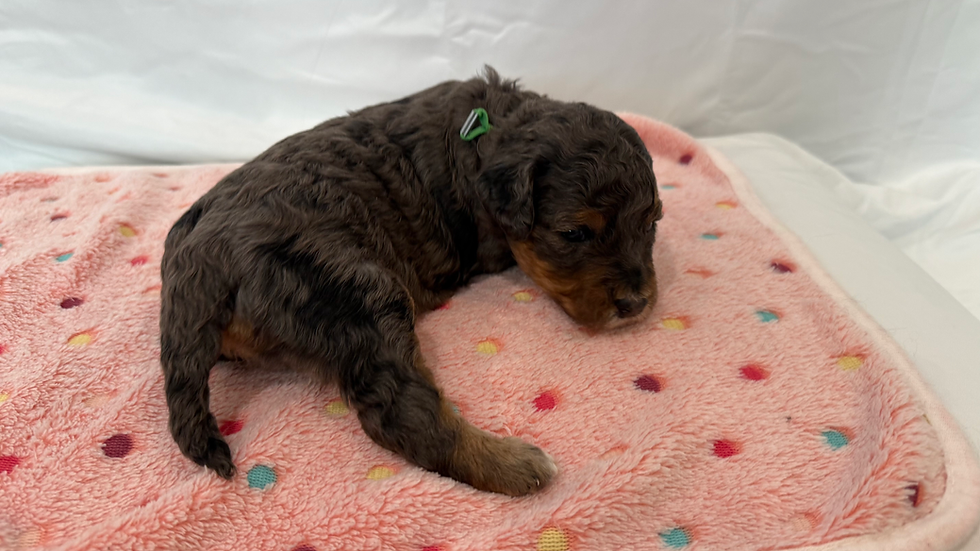 Green Collar - Female