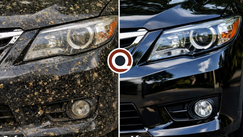 Can Bug Splatter Damage Car Paint? How to Remove Bugs, Tree Sap and Road Tar Safely