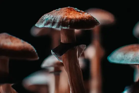 !!Magic-Mushrooms-psilocybin-unsplash.webp