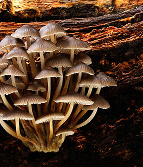 how-to-photograph-fungi-5.jpeg