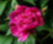 pink pæon.jpg