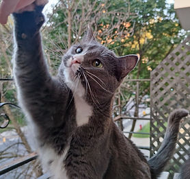 Crevette, la chatte grise et blanche, fait top-là