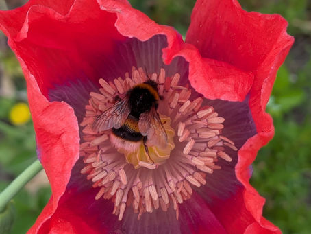 The poppies are back