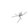 Spider.png