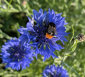 Red-tailed Bumblebee on Cornflower.jpg