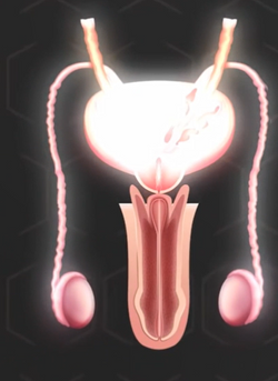menreproductiveorgans