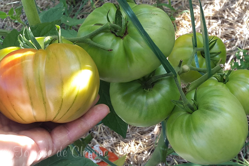 Μικρογραφία: Superbomba