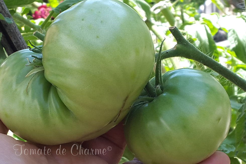 Thumbnail: Giant Belgium Pink