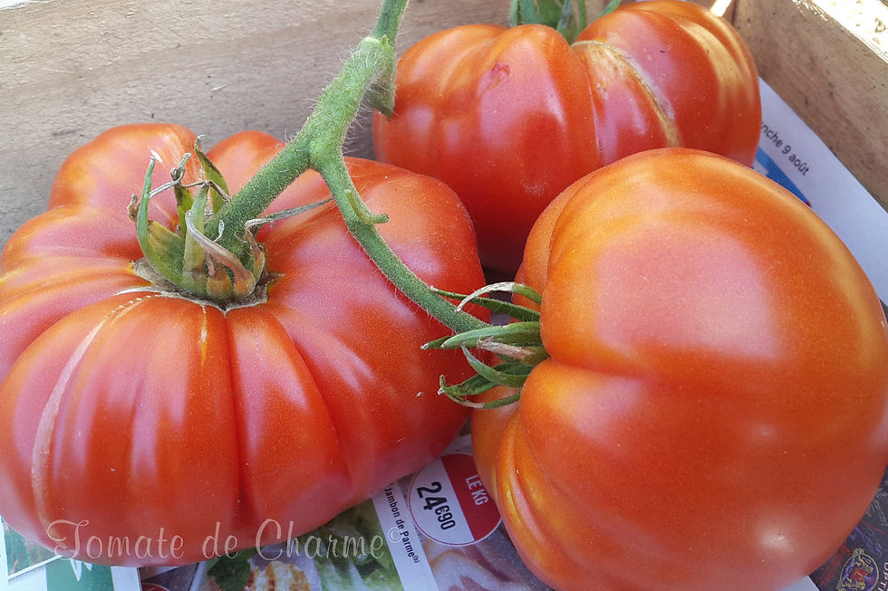 Miniatura: Delicious - Delicious burpee's