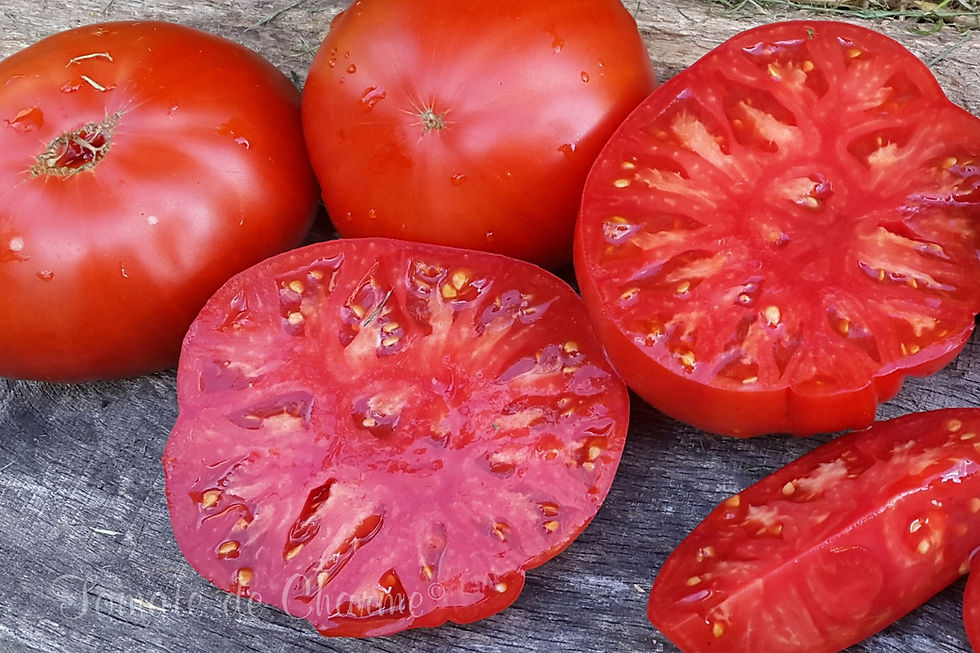 Miniatura: Rouges de Corse