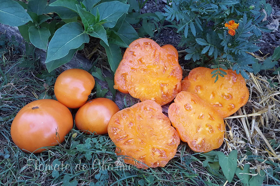 Miniature : Amana Orange