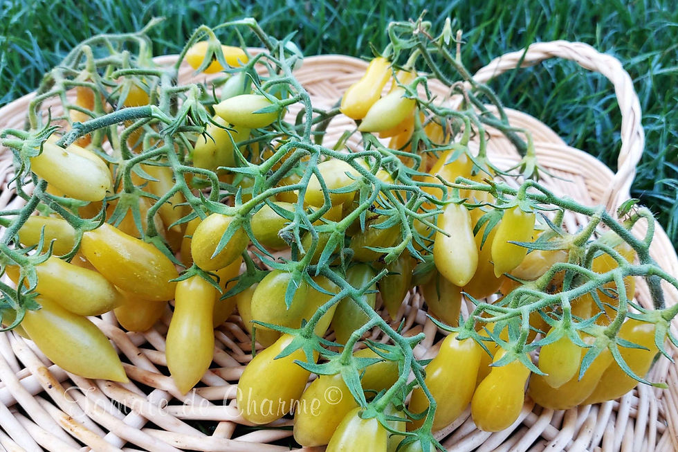 Miniaturbild: My Dancing green fingers