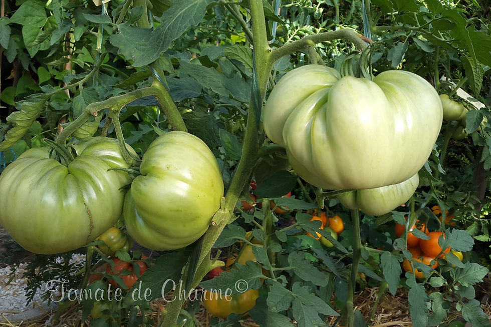 Thumbnail: Géante Rose de Russie