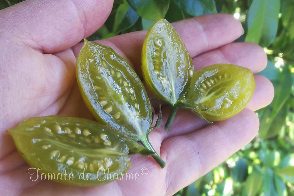 Μικρογραφία: Artisan Green Tiger