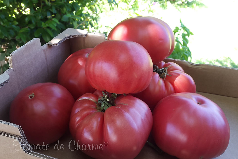 Miniaturbild: Sibirskie lapti