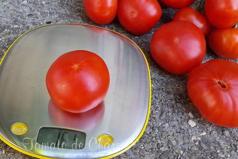 Miniature : Hazelfield Farm Tomato