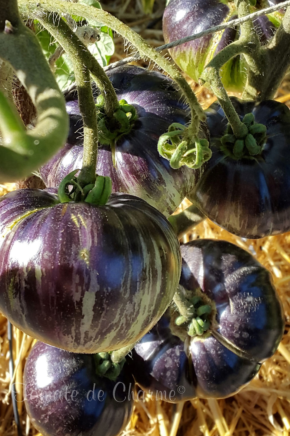 Miniature : Lovely Lush