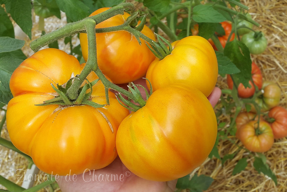 Miniatura: Rhoades Heirloom