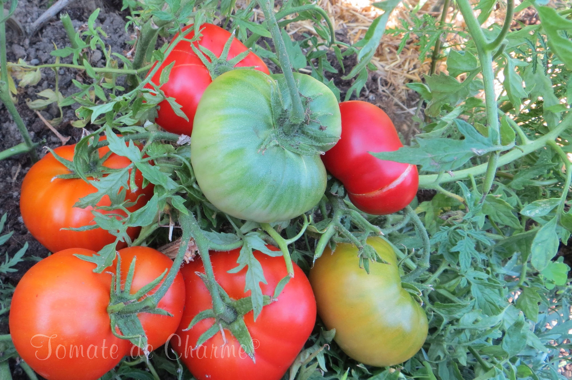 Marmelade - Marmeladny