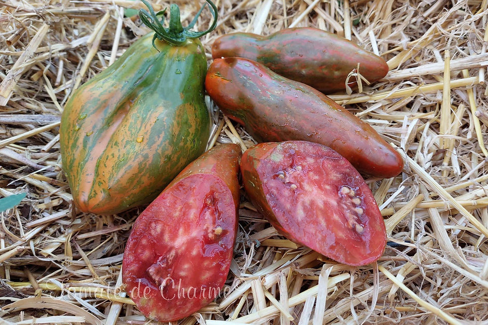 Miniatura: Cuban Salami