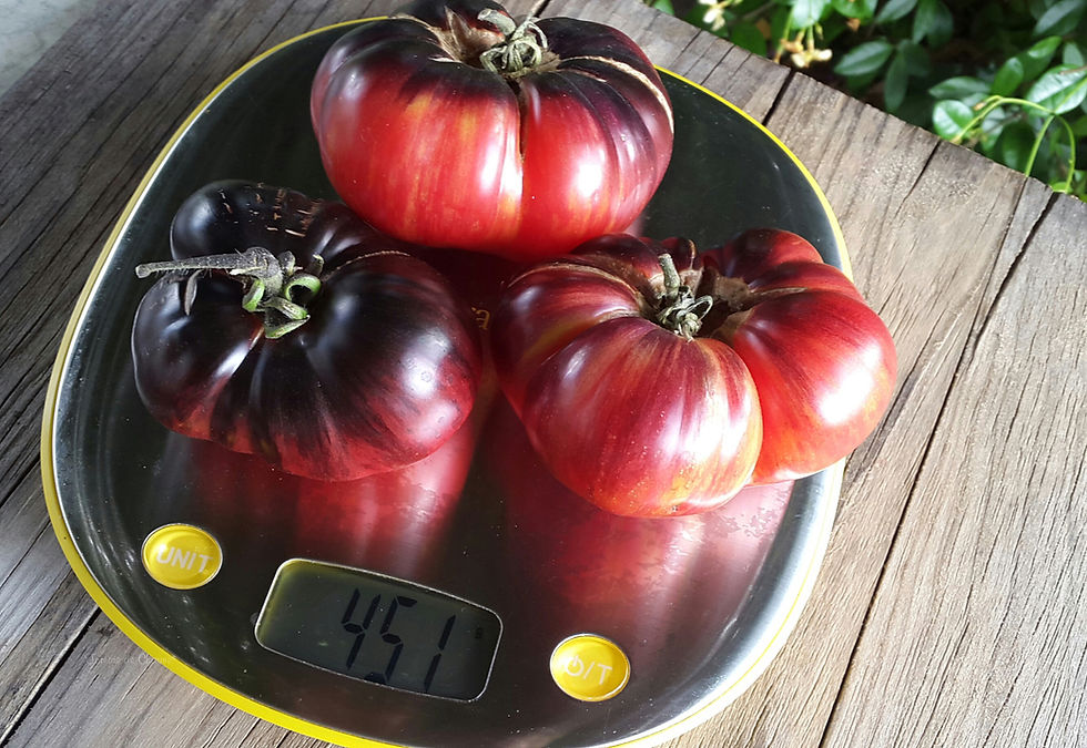 Miniature : Lovely Lush