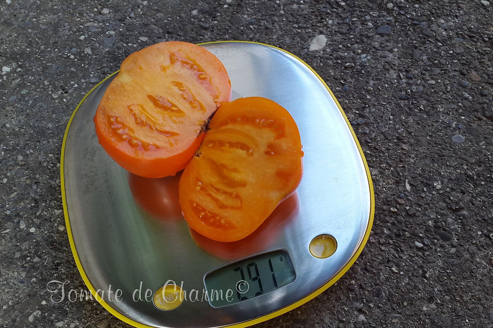 Miniature : Yantarnyy Med