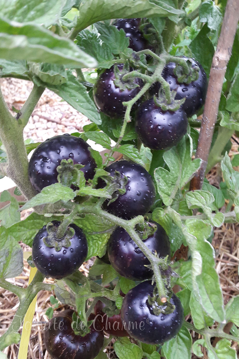 Thumbnail: Antho Striped Dwarf