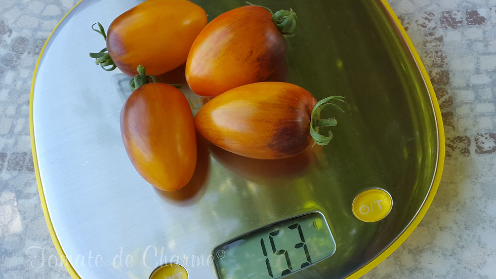 Miniatura: Atomic Sunset