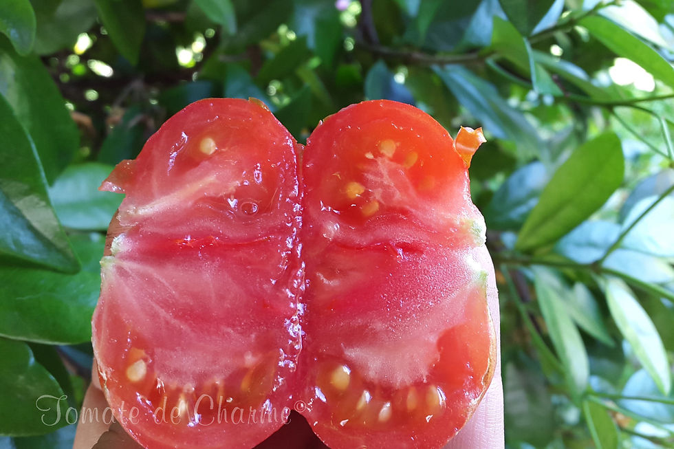 Miniatura: VOYAGE - tomate des voyageurs