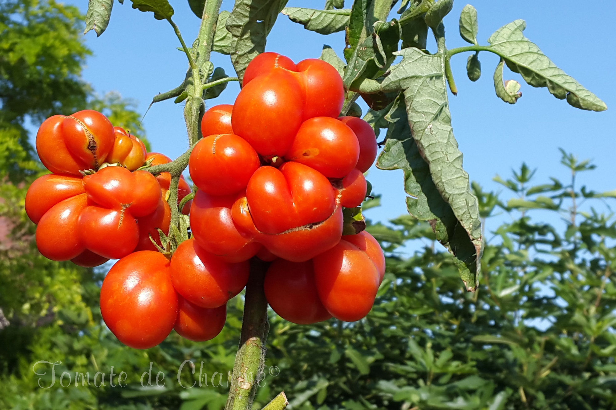 VOYAGE - tomate des voyageurs