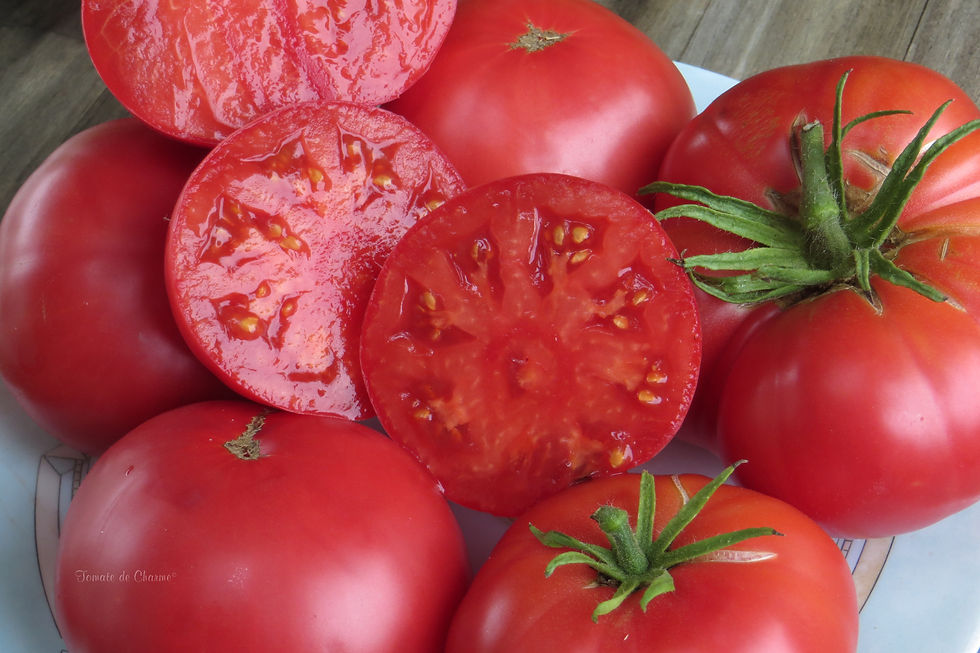 Thumbnail: Khula Uri d'Adzhari