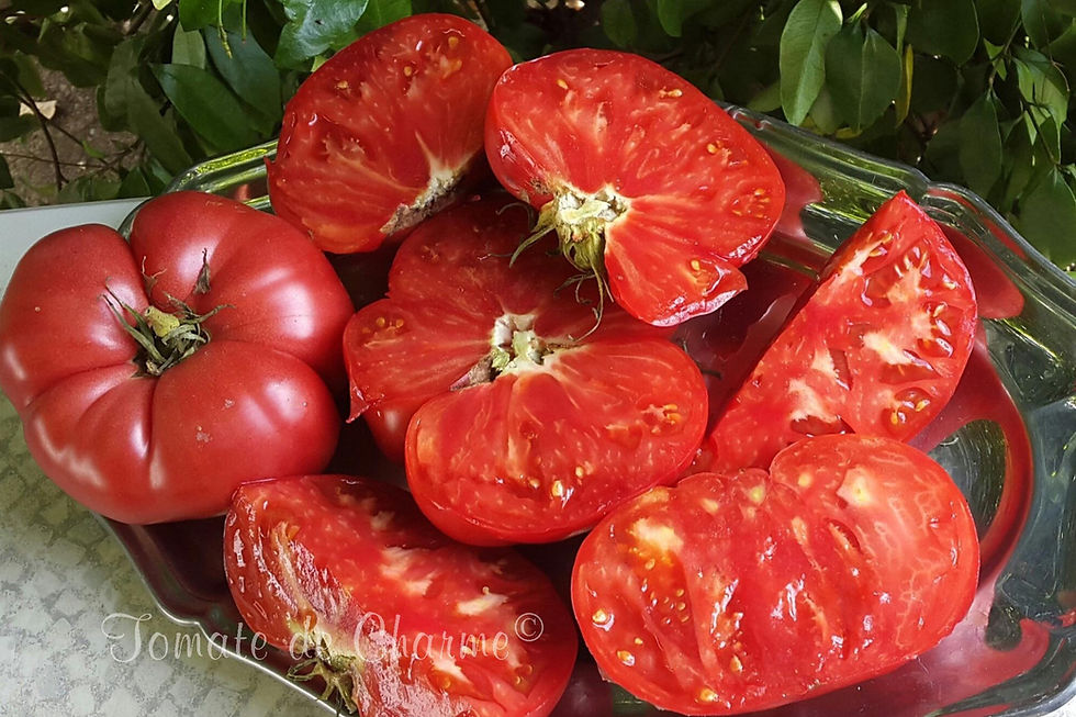 Miniature : Napa Giant