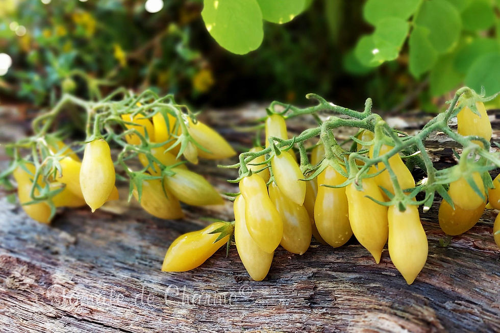 Миниатюра: My Dancing green fingers