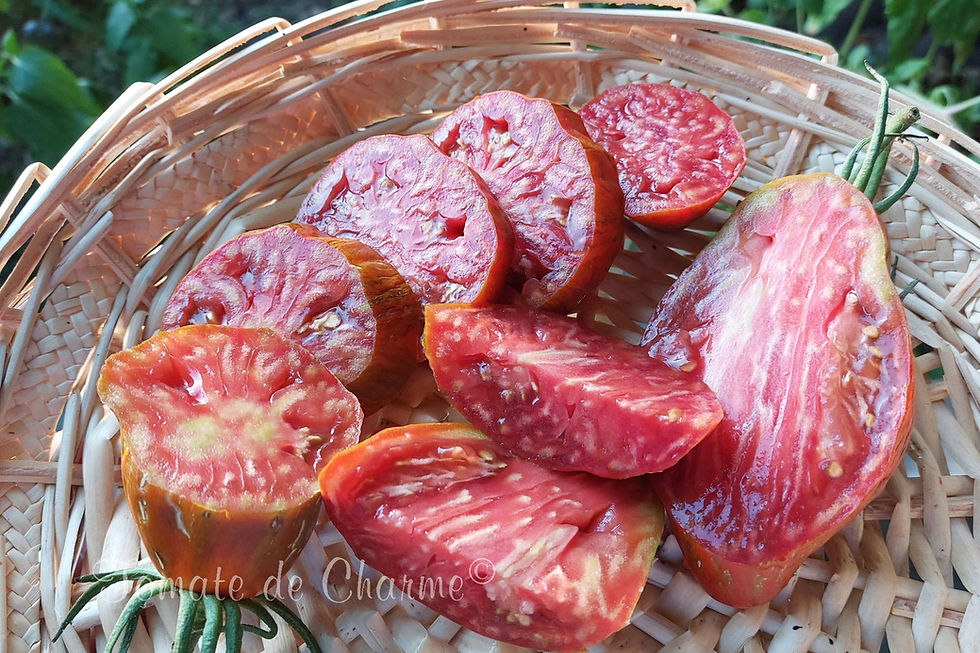 Miniatura: Cuban Salami
