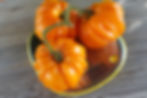 Miniatura: Beauty Lottringa Orange- Lotaringskaya Krasavitca Oranzhevaya