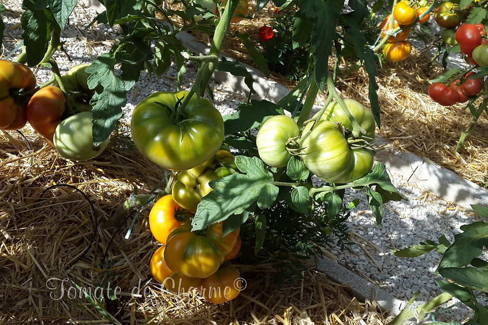 Miniatura: Amana Orange