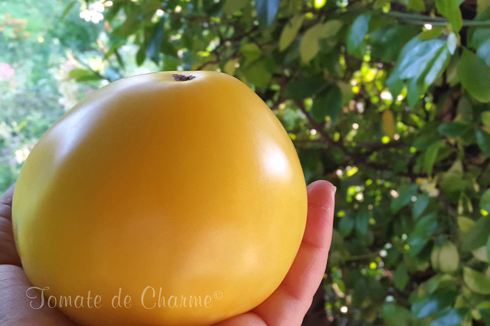 Belaya Vishnya - Cerise Blanche