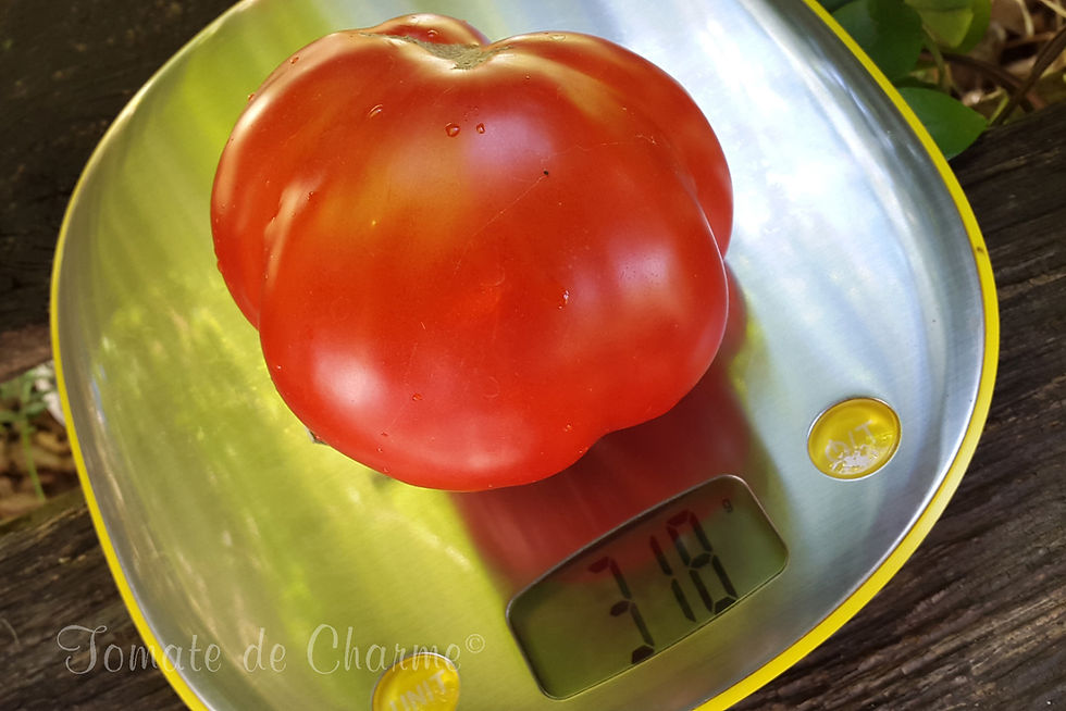 Miniaturbild: Maria Amazilitei's Giant Red