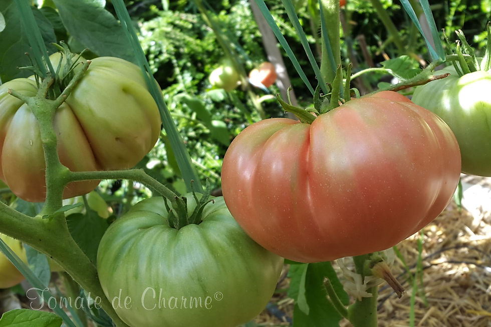 Miniaturbild: Sibirskie lapti