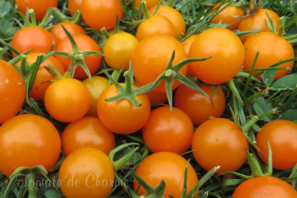 Miniature : Venus Orange cherry dwarf