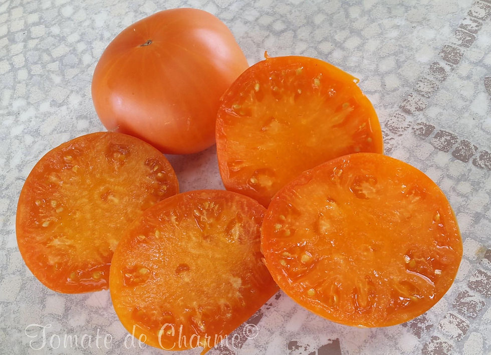 Miniatura: Minsk Orange