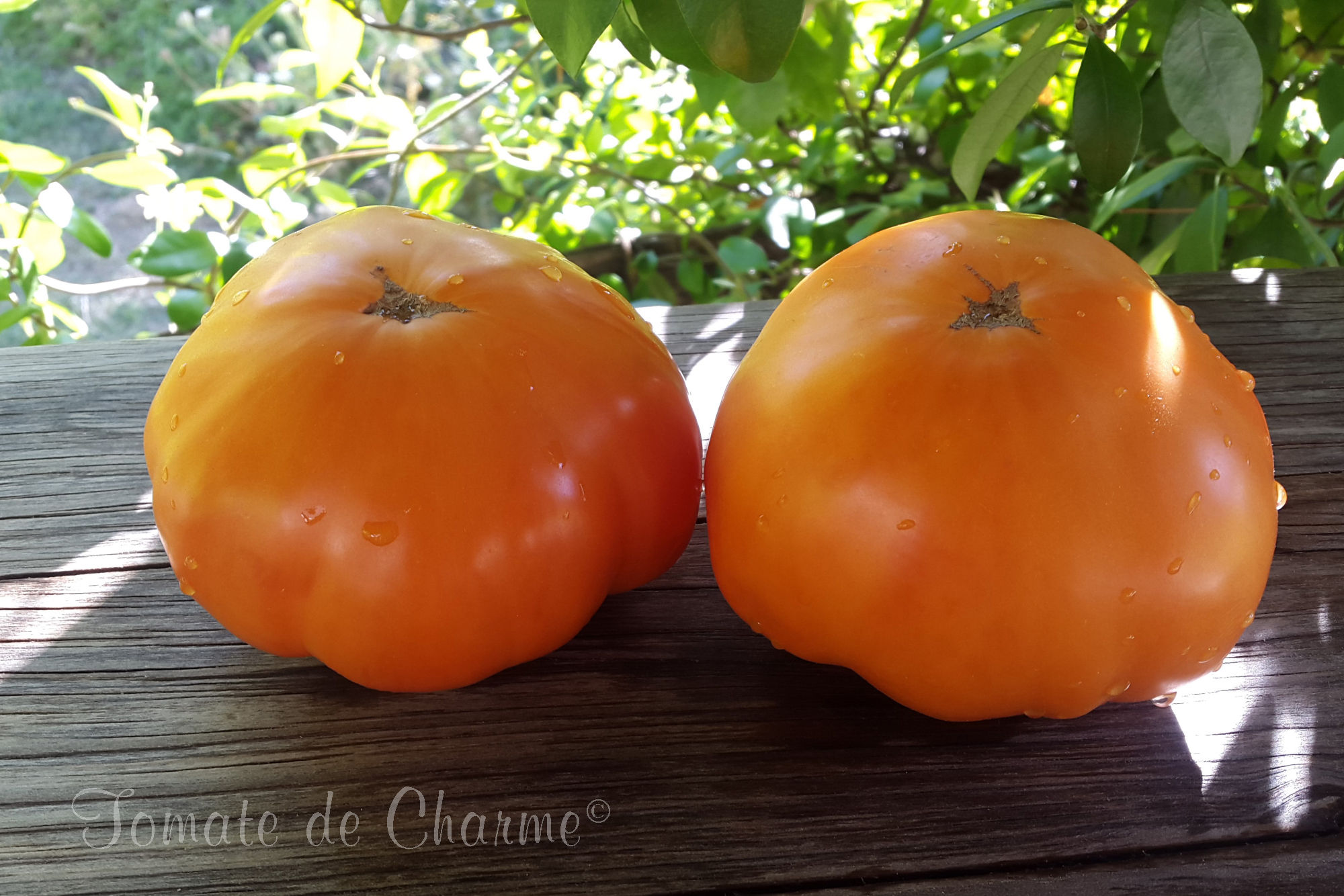 Orange de Minusinsk - Minusinskiy