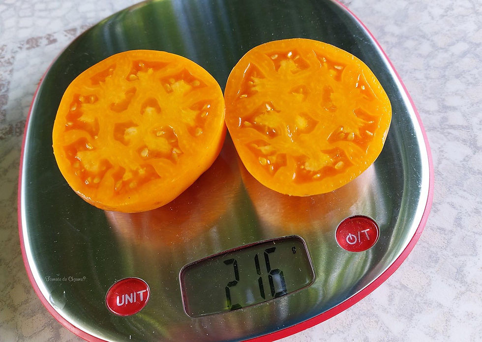 Thumbnail: Amish Large Yellow