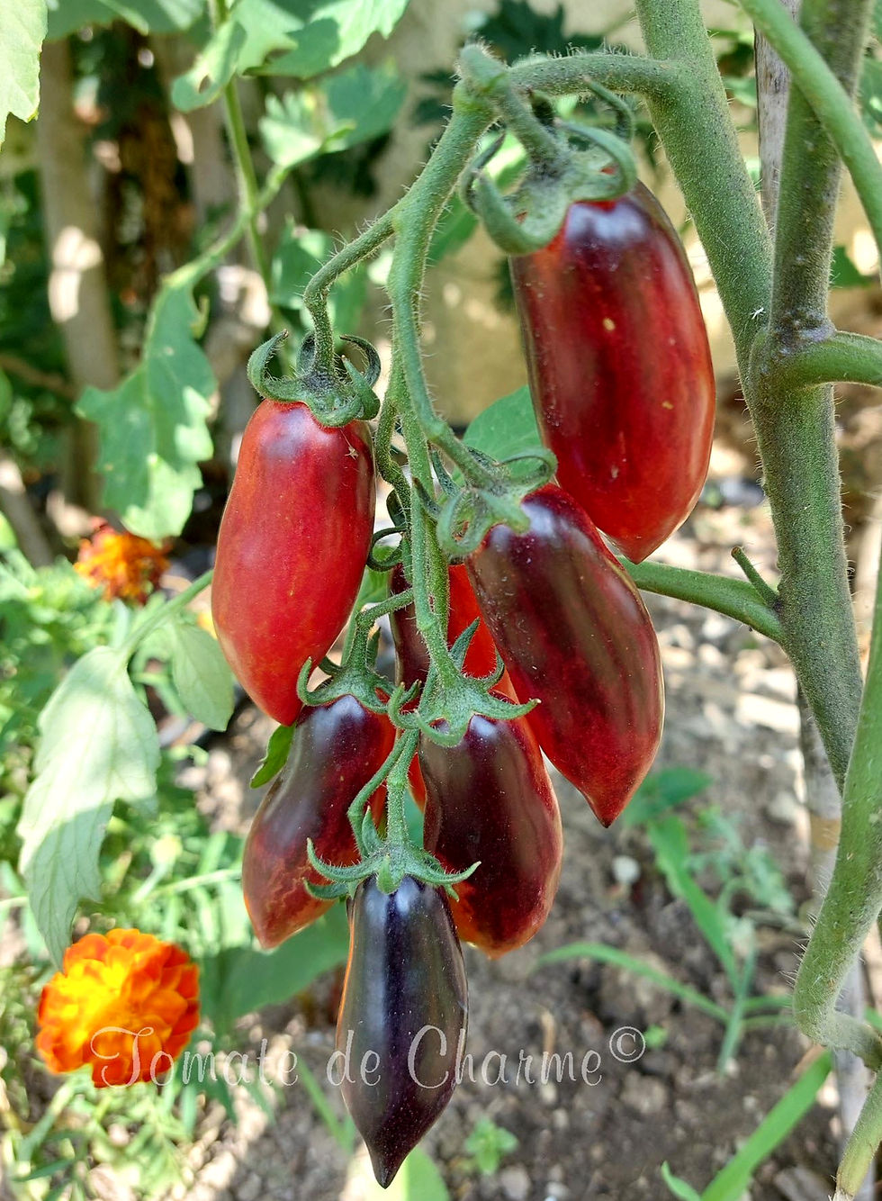 Thumbnail: Slivka Gurman