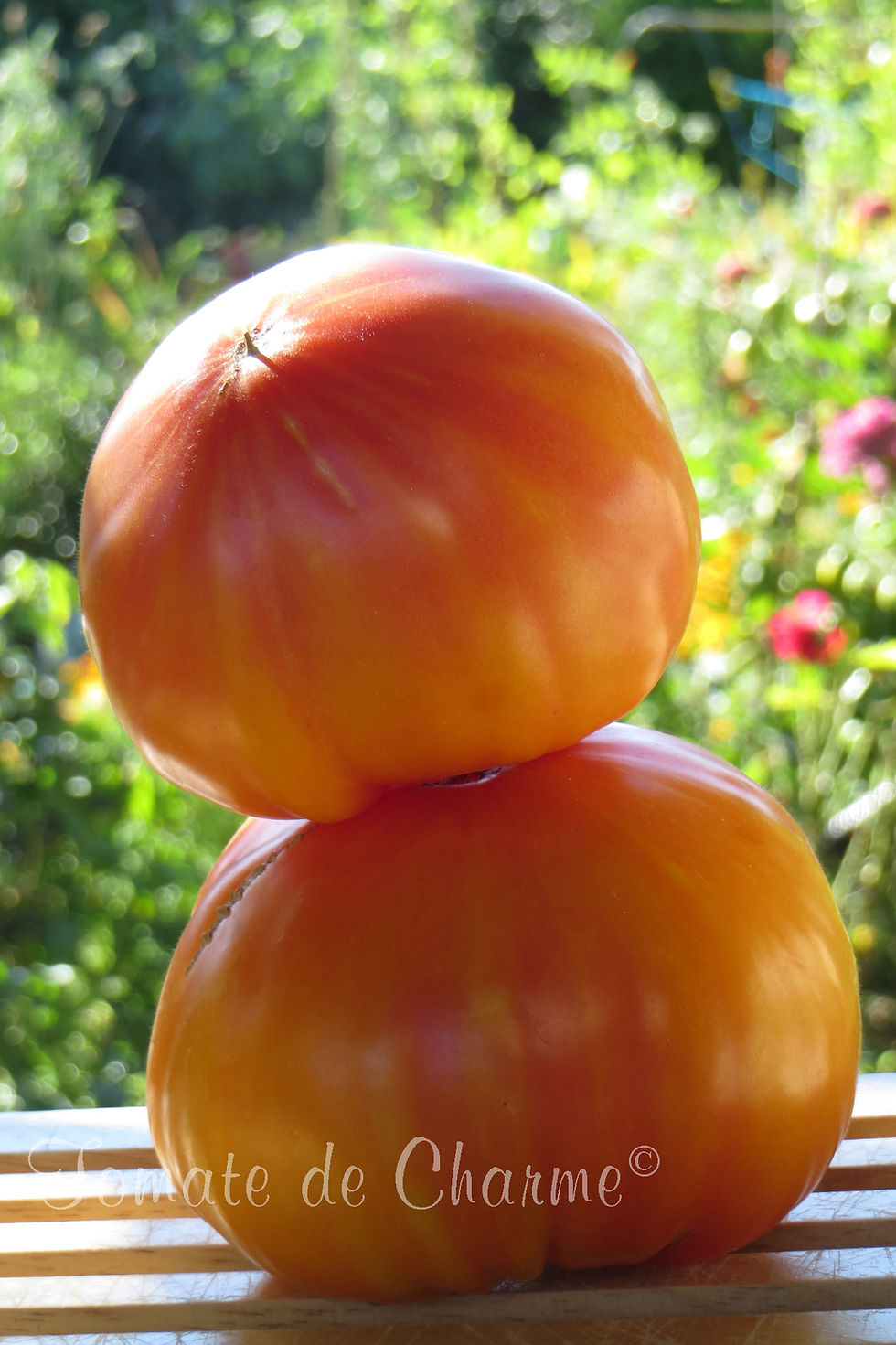 Thumbnail: Enigme de la Nature ( Nature's Riddle, Zagadka Prirody)