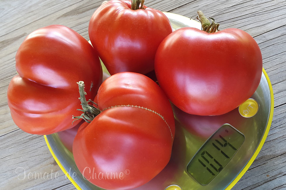 Thumbnail: Sunset's Red Horizon (Rostova)