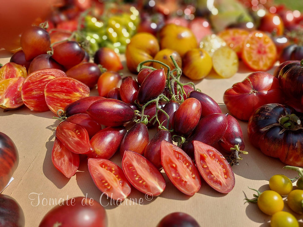 Thumbnail: Slivka Gurman