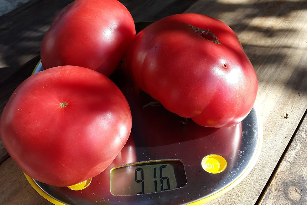 Thumbnail: Khula Uri d'Adzhari