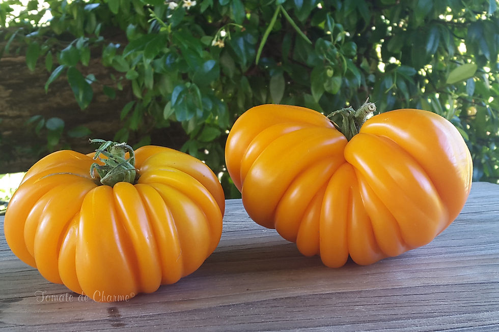 Miniaturbild: Beauty Lottringa Orange- Lotaringskaya Krasavitca Oranzhevaya